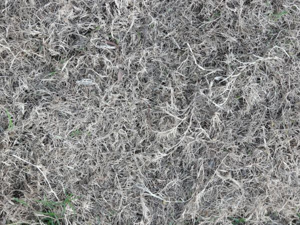 White grass texture, dried in a thick layer, with few green blades.